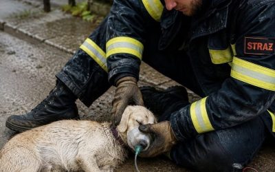 Un bombero llamado Cole perdió su trabajo tras decidir salvar a un perro. 🐾🔥