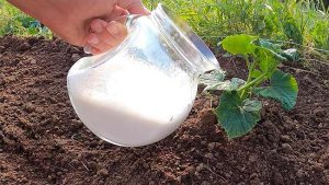 # Los pepinos se volvieron locos y los tomates no dejaron de crecer desde que les di este líquido.